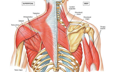 Massage van de nek en schouders – deel 1