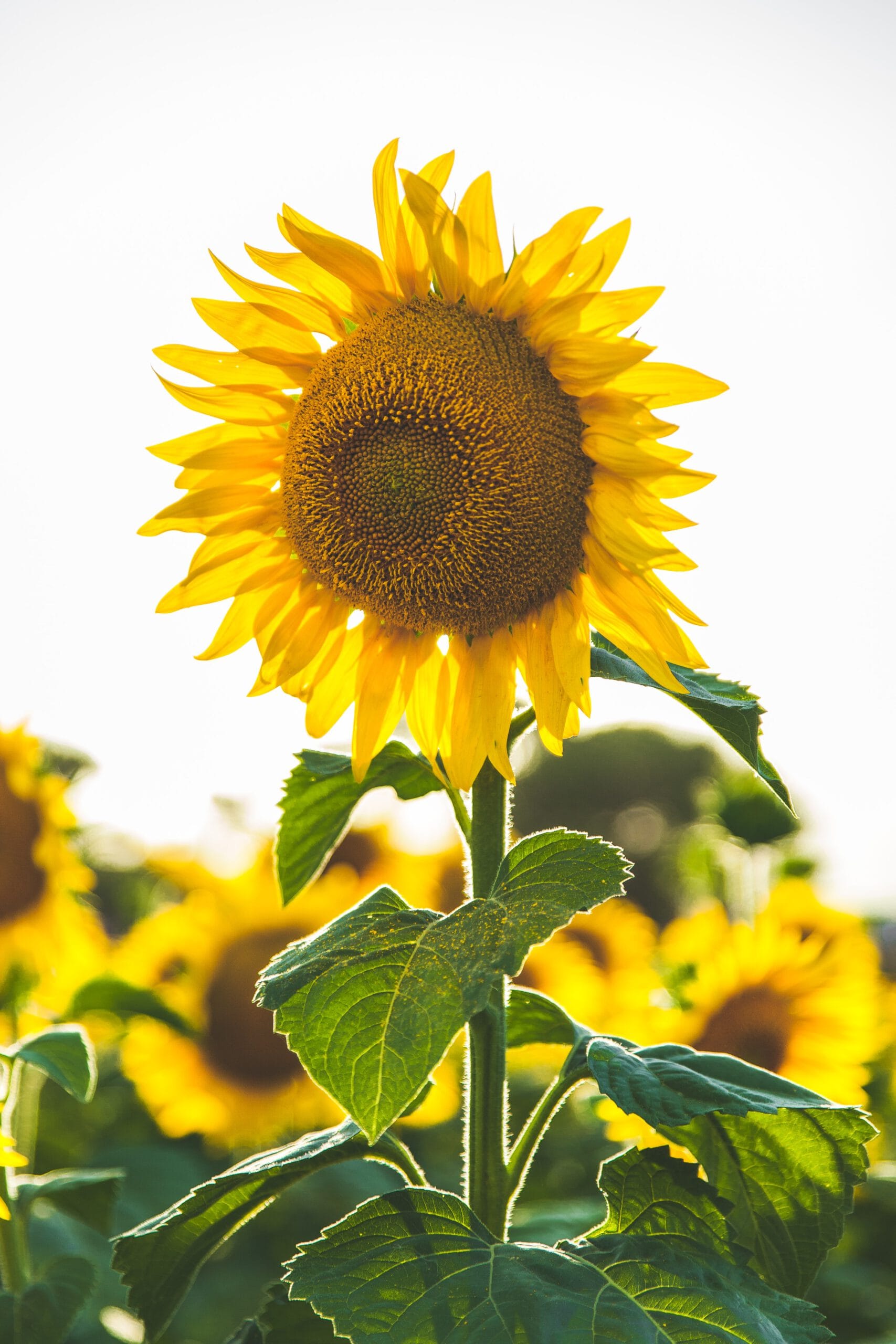 paul-green-5lRxNLHfZOY-unsplash